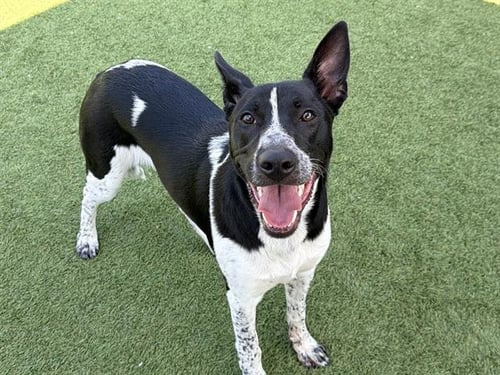 BUG - Australian Kelpie available for adoption