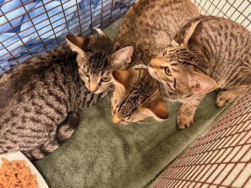 PIDGEOT - Domestic Short Hair available for adoption