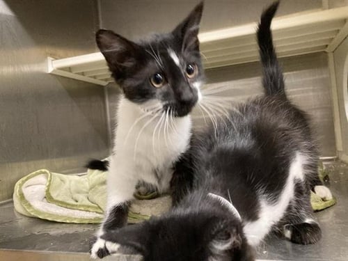 SPARKS - Domestic Short Hair available for adoption