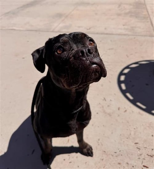 SQUID - Boxer available for adoption