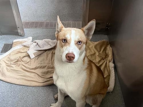 WEASLEY - Siberian Husky available for adoption