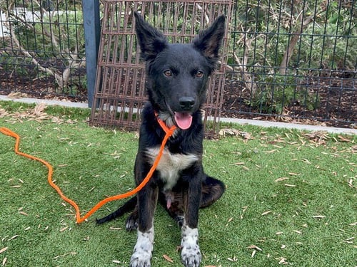 ALDER - Australian Shepherd available for adoption