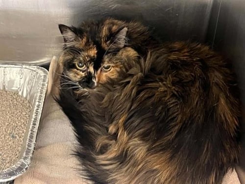 LOVEY - Domestic Long Hair available for adoption
