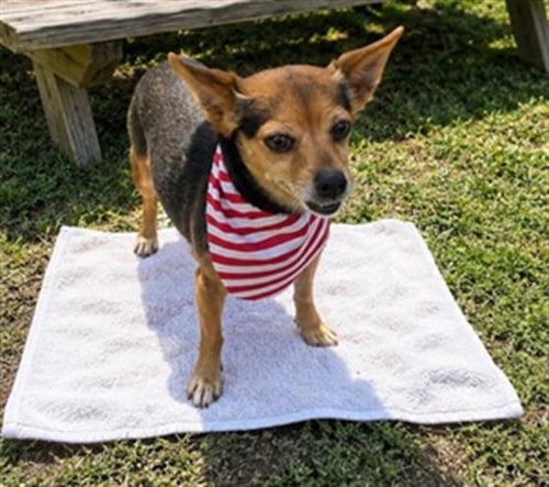 MONA LISA - Chihuahua available for adoption