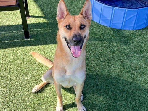 TOVA - German Shepherd Dog available for adoption
