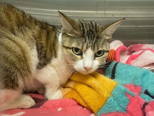 BECCA - Domestic Short Hair available for adoption