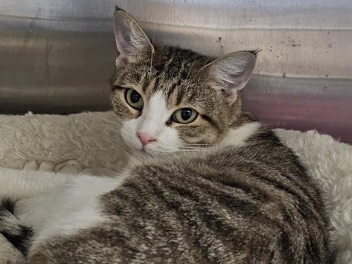 BECCA - Domestic Short Hair available for adoption