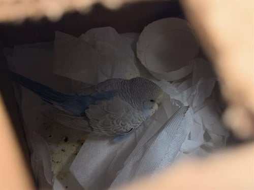 MIKEY - Budgie/Budgerigar available for adoption