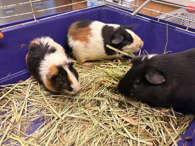 OSCAR - Guinea Pig available for adoption