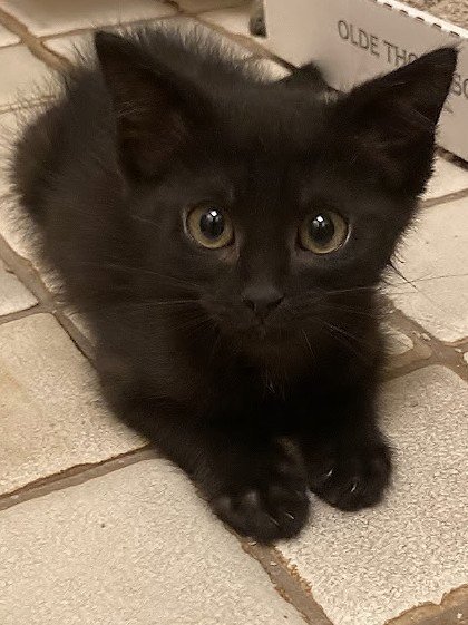 PEARL - Domestic Short Hair available for adoption