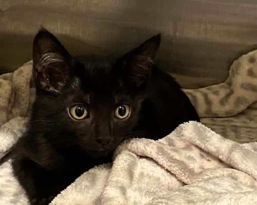 MR. BUCKET - Domestic Short Hair available for adoption
