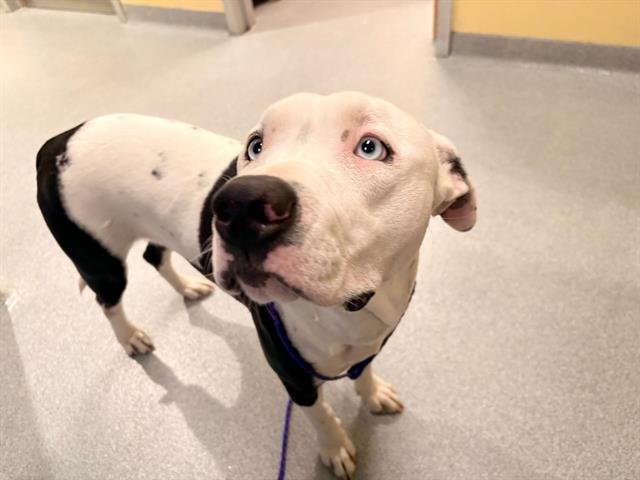 GWEN - Pit Bull Terrier available for adoption