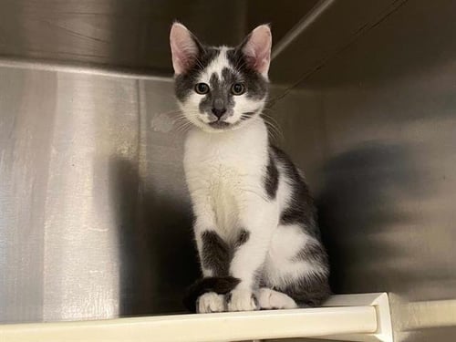 BOY - Domestic Short Hair available for adoption