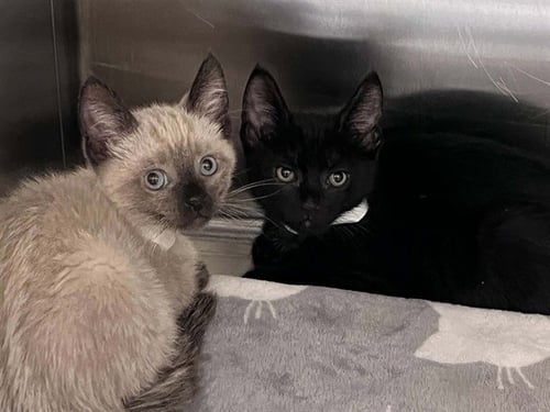 SALT - Siamese available for adoption