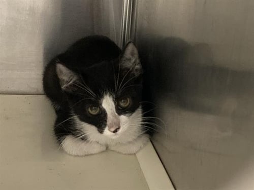 AJ STYLES - Domestic Short Hair available for adoption