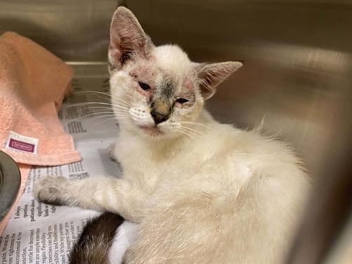EDEN - Domestic Short Hair available for adoption
