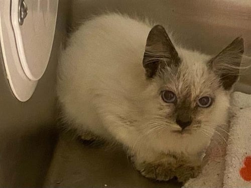 MORGAN+2 - Siamese available for adoption