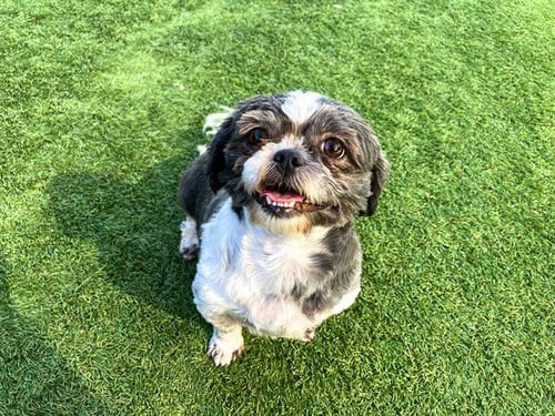 HERMIONE - Shih Tzu available for adoption