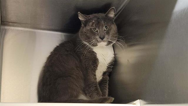 BARTLEY - Domestic Short Hair available for adoption