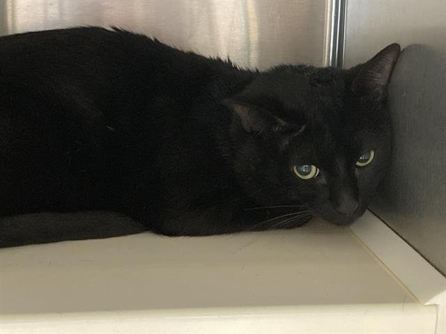 HARRINGTON - Domestic Short Hair available for adoption