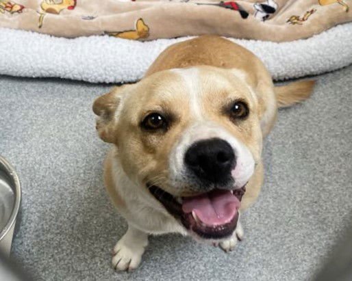 BONNIE - Staffordshire Bull Terrier available for adoption