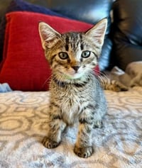 BAMBI- GREEN COLLAR - Photo 1