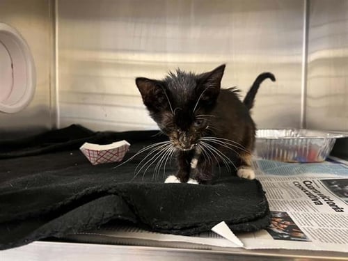 SHANI - Domestic Short Hair available for adoption