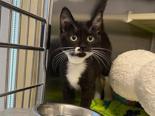 MISS MAY - Domestic Short Hair available for adoption