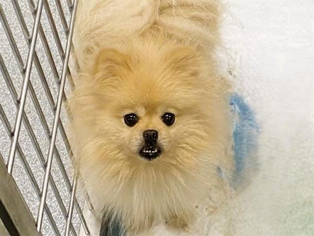 SMIRK - Pomeranian available for adoption