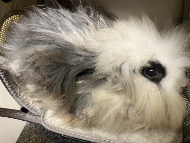 SUNDAE - English Angora available for adoption