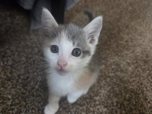 ASTRA - Domestic Short Hair available for adoption