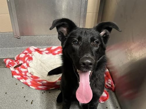 RYDER - German Shepherd Dog available for adoption