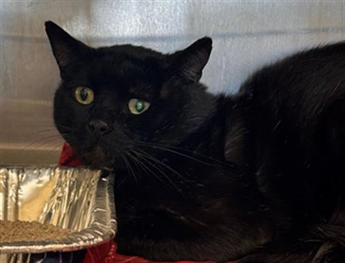 CASSIAN - Domestic Short Hair available for adoption