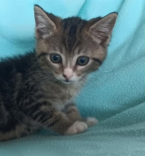 BERYL - Domestic Short Hair available for adoption