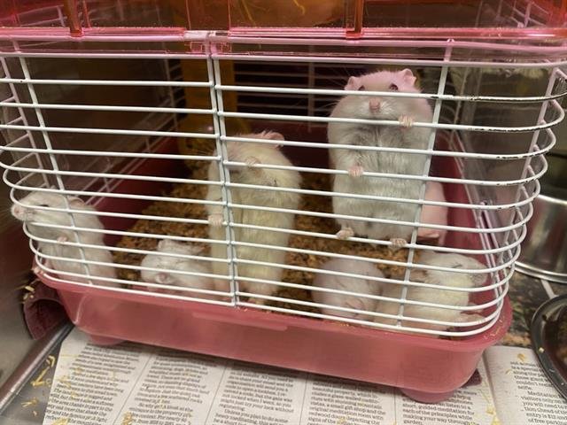 GASTON - Hamster available for adoption