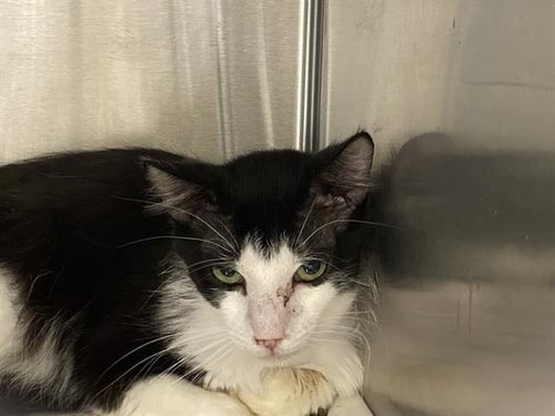 LETO - Domestic Short Hair available for adoption