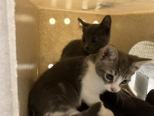 TRICK - Domestic Short Hair available for adoption