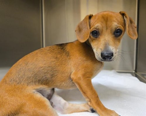 PRINCE ERIK - Dachshund / Chihuahua available for adoption