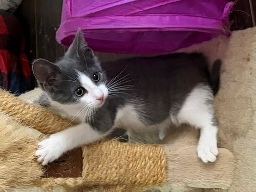 RACHEL - Domestic Short Hair available for adoption