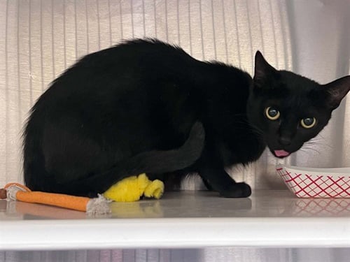 FLOWER - Domestic Short Hair available for adoption