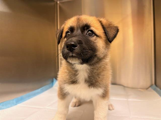 MILO - Akita available for adoption