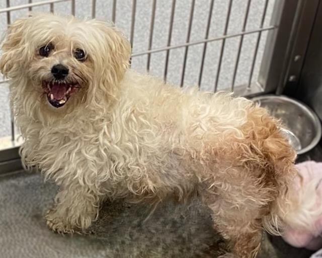 BONGO - Bichon Frise available for adoption