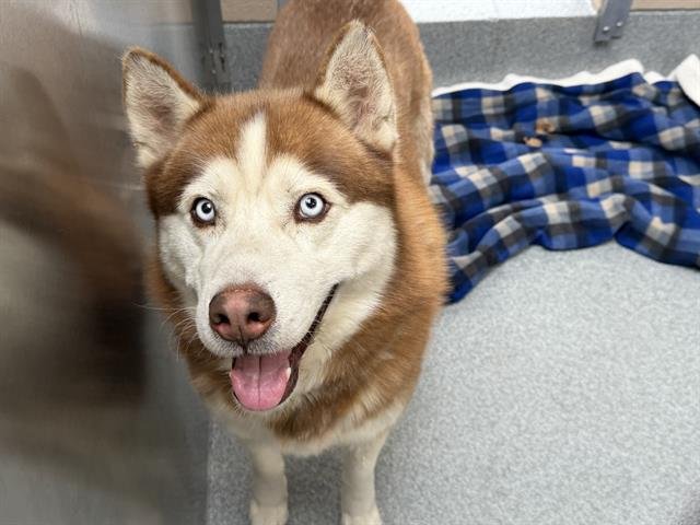 TOAD - Siberian Husky available for adoption