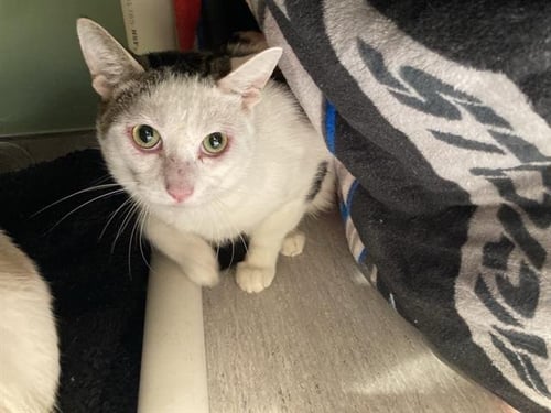 AVOCADO - Domestic Short Hair available for adoption