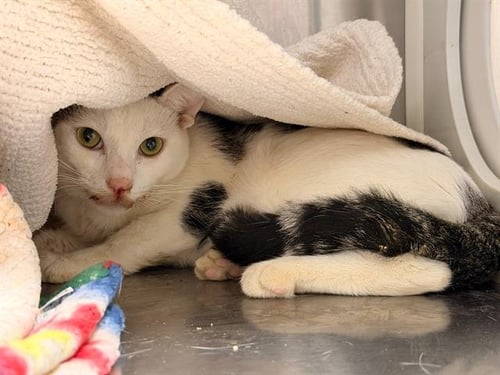 AVOCADO - Domestic Short Hair available for adoption