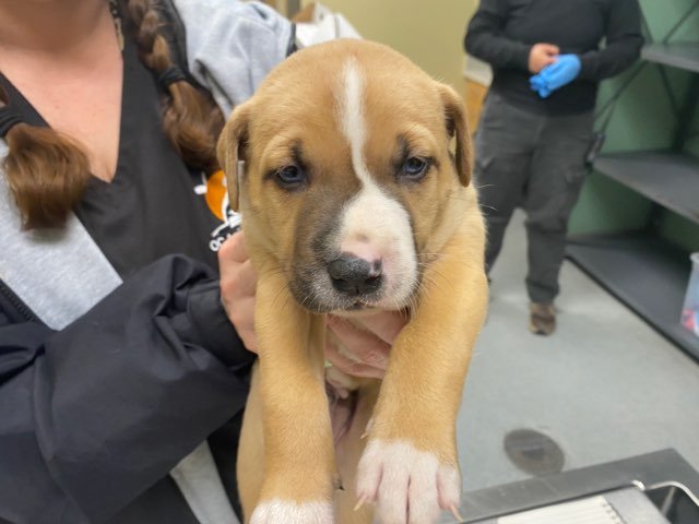 ROJO - Australian Cattle Dog/Blue Heeler / Boxer available for adoption