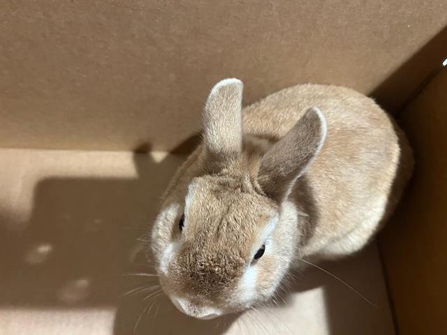 PEANUT - Shorthaired Rabbit available for adoption