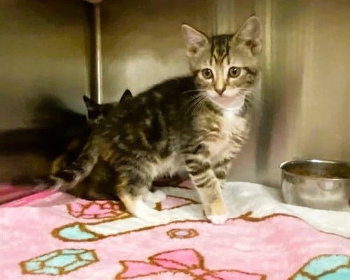 LIBERTY - Domestic Short Hair available for adoption