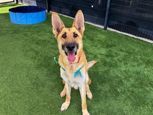 HITMONLEE - German Shepherd Dog available for adoption