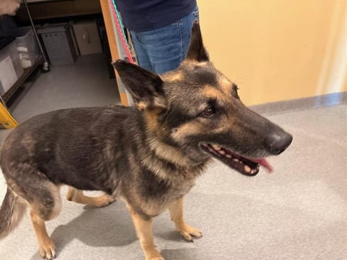 JANE - German Shepherd Dog available for adoption